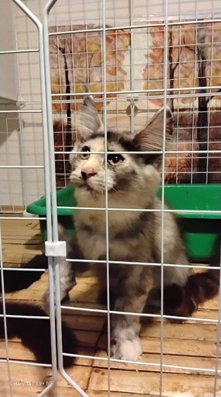 แมวเมนคูนแท้พ่อแม่นำเข้า เพศหญิง รูปที่ 10