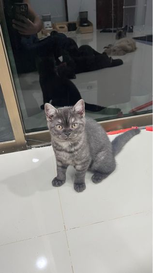 แมวสก๊อตติชหูตั้ง พร้อมย้ายบ้าน