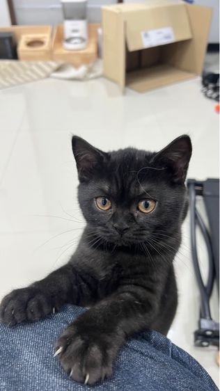 แมวสก๊อตติชหูตั้ง พร้อมย้ายบ้าน รูปที่ 4