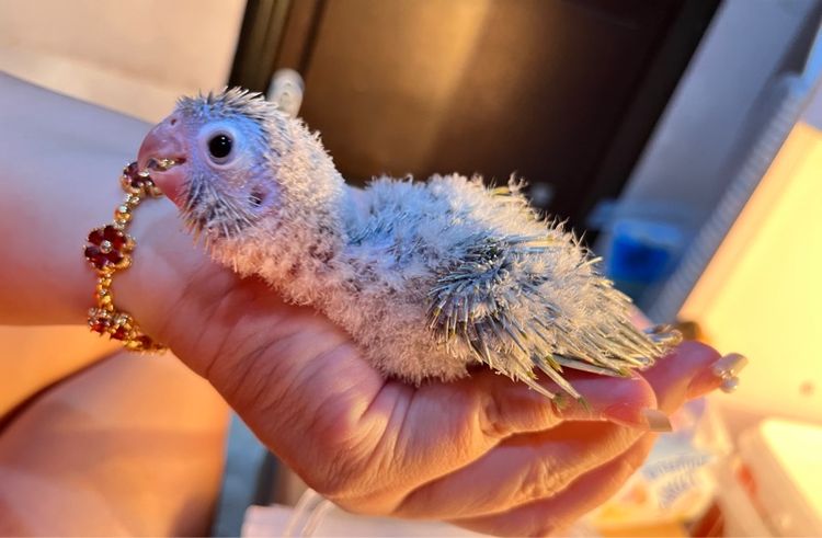 ลูกป้อน กรีนชีค สีพายแอ็ปเปิ้ล 🏡 รูปที่ 8