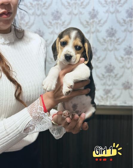 บีเกิ้ล รูปที่ 5