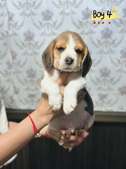 บีเกิ้ล