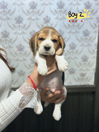 บีเกิ้ล รูปที่ 3