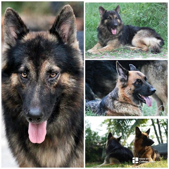 ลูกสุนัข k9 เยอรมันเชพเพิร์ดมีทั้ง ผู้ และ เมีย ทุกแบบ รูปที่ 2