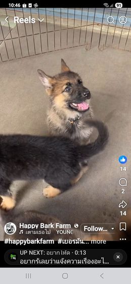 ลูกสุนัข k9 เยอรมันเชพเพิร์ดมีทั้ง ผู้ และ เมีย ทุกแบบ รูปที่ 7