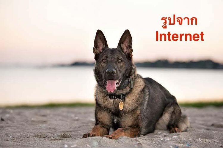 ลูกสุนัข k9 เยอรมันเชพเพิร์ดมีทั้ง ผู้ และ เมีย ทุกแบบ รูปที่ 4