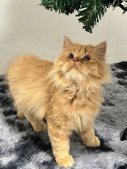 แมวเปอร์เซียสีส้มแท้ รูปที่ 2