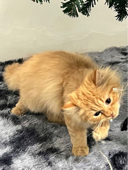 แมวเปอร์เซียสีส้มแท้ รูปที่ 5