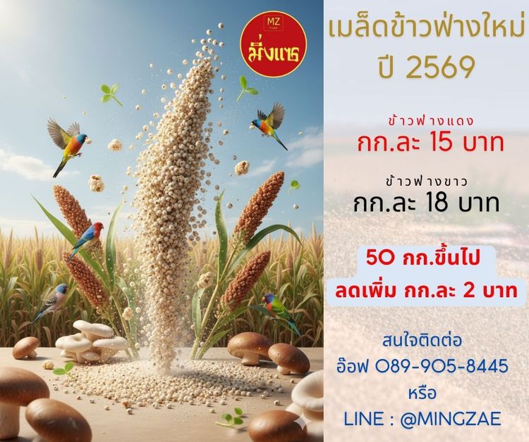 เมล็ดข้าวฟ่างแดง, เมล็ดข้าวฟ่างขาว สำหรับเพาะเชื้อเห็ด หรือเพาะปลูกและอาหารนก ประจำปี 2568