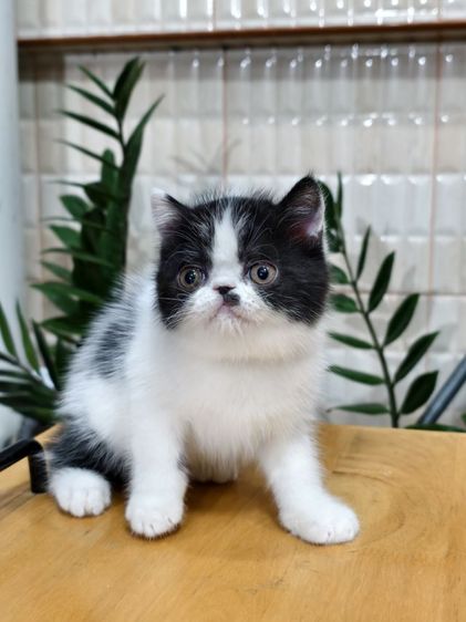 ดช.เอ็กโซติก ขนสั้น รูปที่ 7