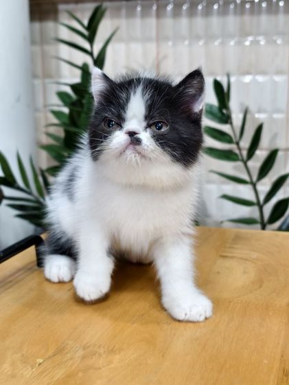 ดช.เอ็กโซติก ขนสั้น รูปที่ 2