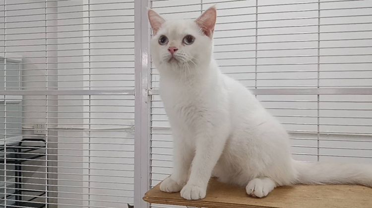 มันช์กิ้นบริติชเพศชาย