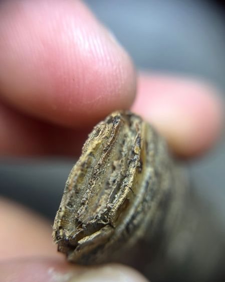 ใบลาน5.5นิ้วไม่ทราบที่ (มีสินค้าหลายรายการกดเข้ามาดูในโปรไฟล์ได้เลยครับ) รูปที่ 10