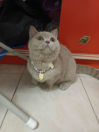 สก็อตติช โฟลด์ (Scottish Fold) แมวสก็อตติชโฟลด์