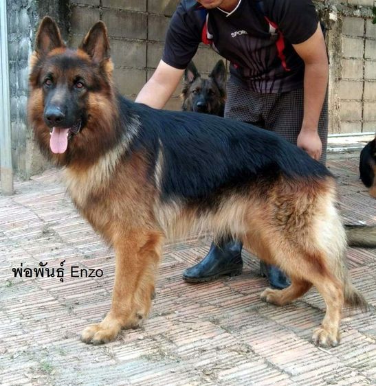 ลูกสุนัข เยอรมันเชพเพิร์ด รูปที่ 3