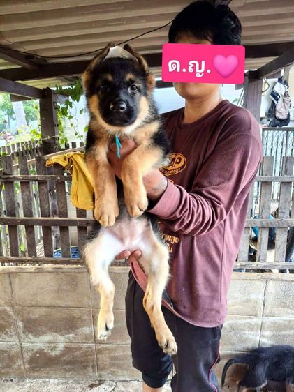 ลูกสุนัข เยอรมันเชพเพิร์ด รูปที่ 2
