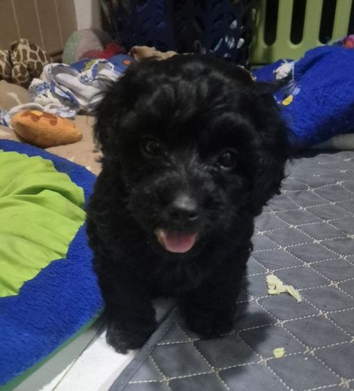 พุดเดิ้ล (Poodle) เล็ก พุดเดิ้ล ทอยแท้