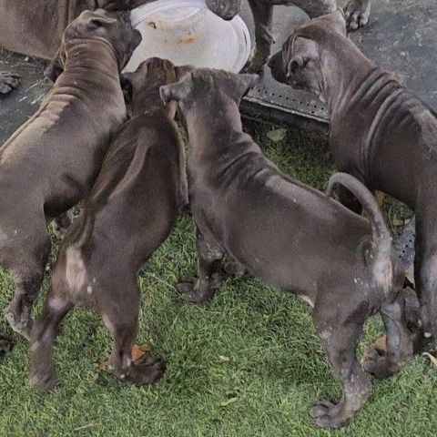 อื่นๆ กลาง ลูกสุนัขไทยหลังอานแท้ เพศเมีย สายเลือดดี