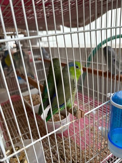 นกแก้ว รูปที่ 8