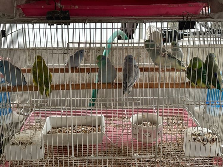 นกแก้ว รูปที่ 2