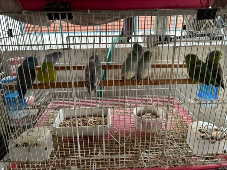 นกแก้ว รูปที่ 6