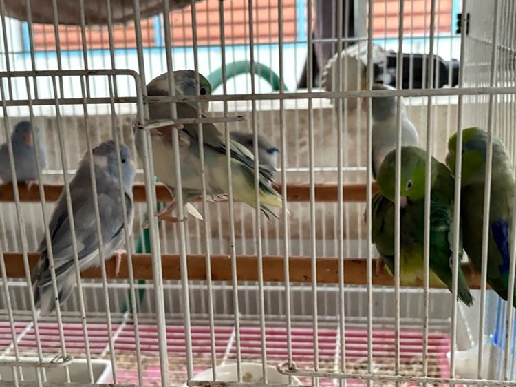 นกแก้ว รูปที่ 3