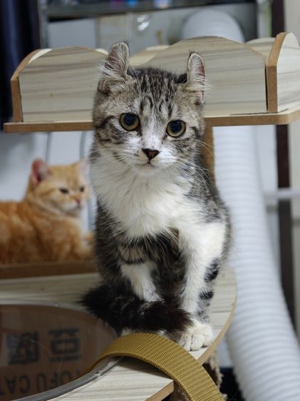 อเมริกัน เคิร์ล (American Curl) ลูกแมวอเมริกันเคิลคับ