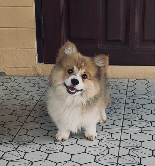 คอร์กี้ รูปที่ 2