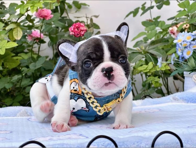 เฟรนบลูด็อก ชาย รูปที่ 8