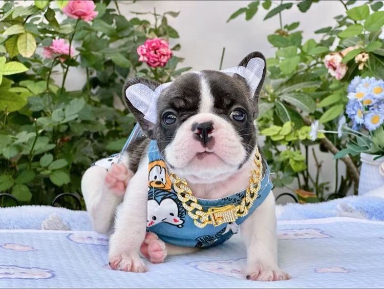 เฟรนบลูด็อก ชาย รูปที่ 4