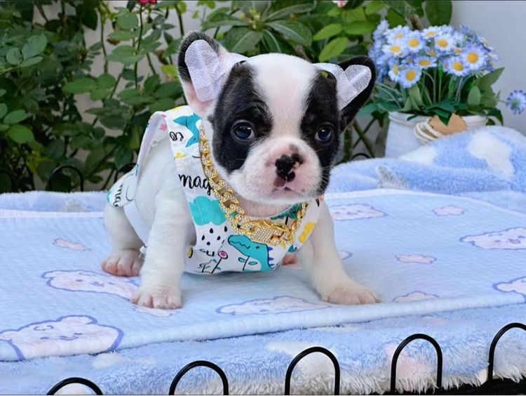 เฟรนบลูด็อก หญิง รูปที่ 4