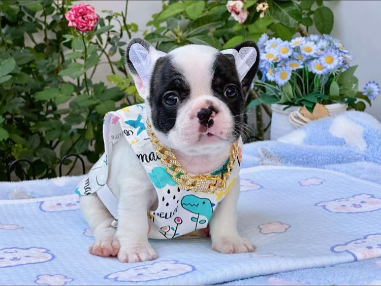 เฟรนช์ บูลด็อก (French Bulldog) เล็ก เฟรนบลูด็อก หญิง