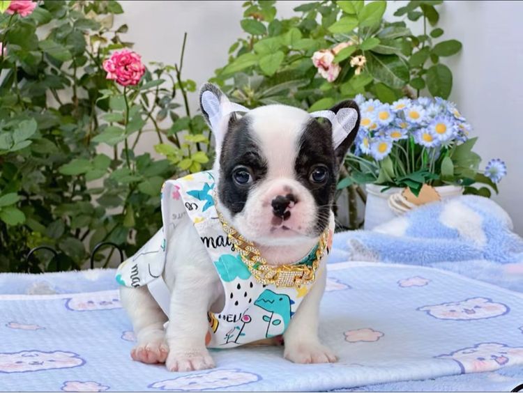 เฟรนบลูด็อก หญิง รูปที่ 5