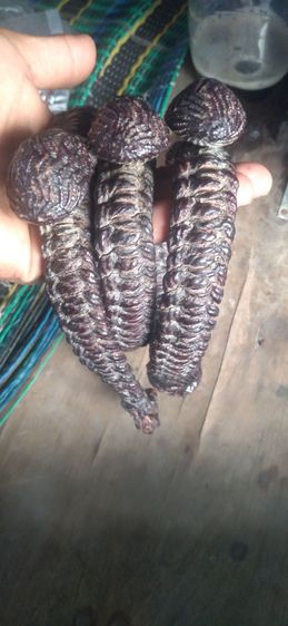 เบี้ยแก้ขาดเอวลงลักเก่า รูปที่ 5