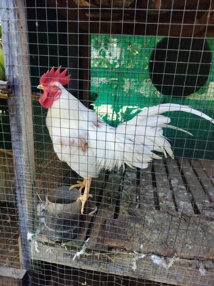 ไก่หัวเราะ รูปที่ 2