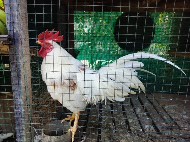 ไก่หัวเราะ