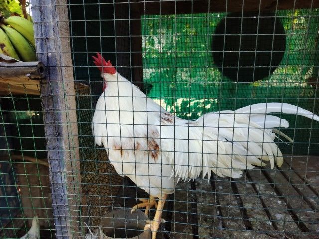 ไก่หัวเราะ รูปที่ 3