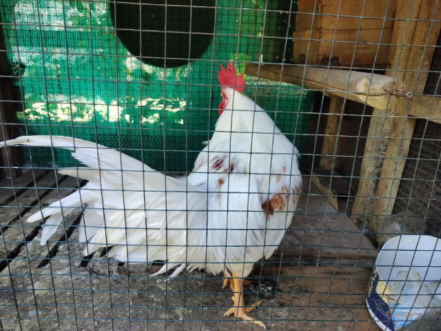 ไก่หัวเราะ รูปที่ 4