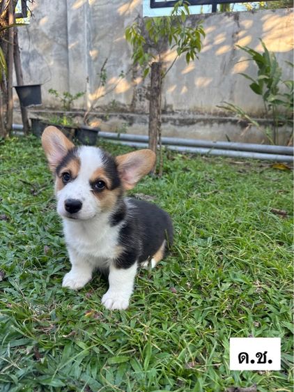คอร์กี้ 14,000 บาท รูปที่ 2