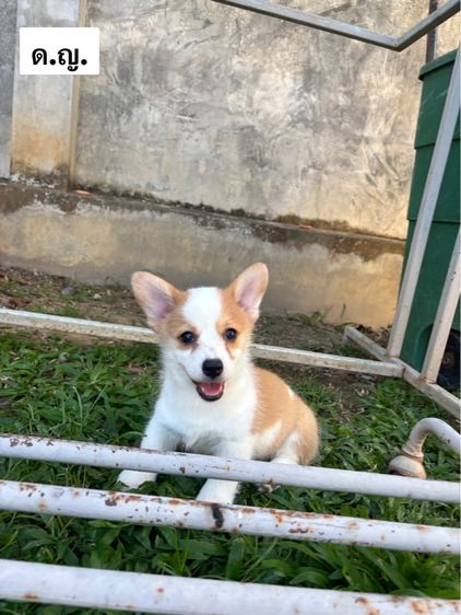 คอร์กี้ 14,000 บาท