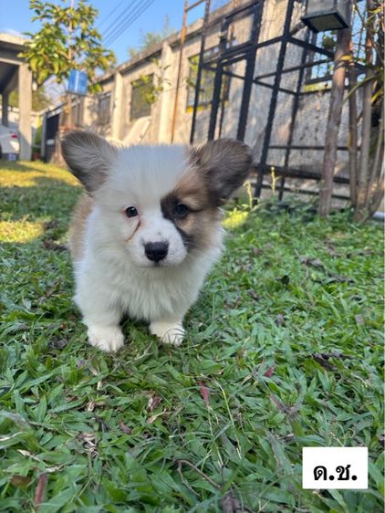 คอร์กี้ 14,000 บาท รูปที่ 3