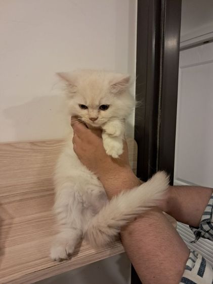 น้องหาบ้าน รูปที่ 3