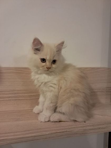 น้องหาบ้าน รูปที่ 2