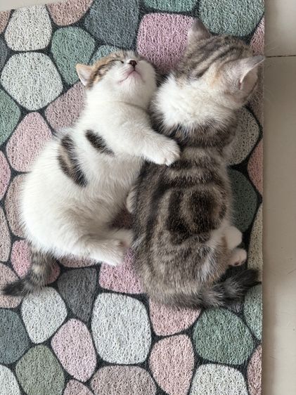 มัชกิ้น รูปที่ 4