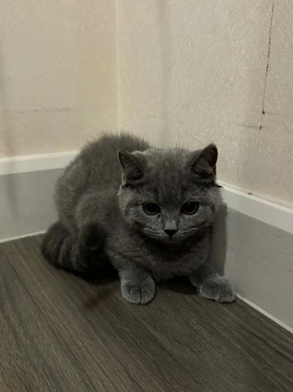 แมวบริติช ช็อตแฮร์ รูปที่ 6