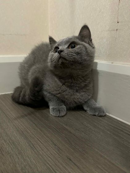 แมวบริติช ช็อตแฮร์ รูปที่ 5