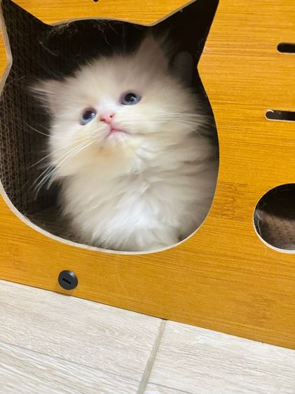 น้องแมวเปอร์เซียแท้ รูปที่ 11