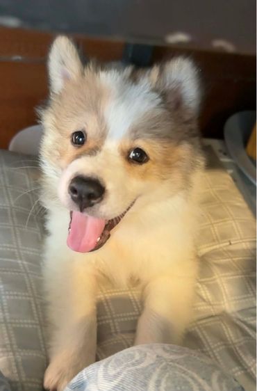 หมาบางแก้ว รูปที่ 2