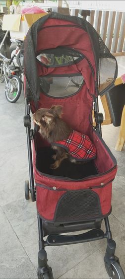 รถเข็นต้องหมาคะมือสองสภาพวย น้องหมาพันธ์เล็กสามารถนั่งได้ 2-3ตัว ได้เลยคะสนใจทัก ได้คะ สินค้ามือสองญี่ปุ่น รูปที่ 7