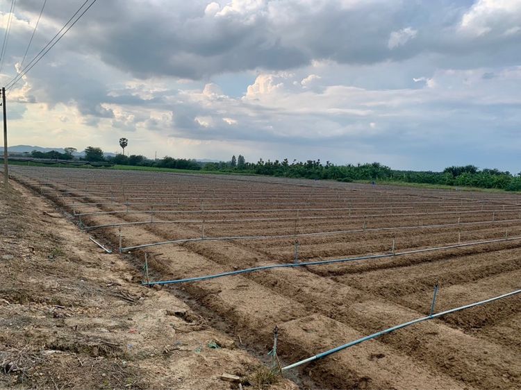 ขายที่ดิน10ไร่ โฉนดครุฑแดงพร้อมโอน ใกล้เทศบาลวังศาลา เข้าออกได้หลายทาง ติดถนนสาธารณะ วิวสวย บรรยากาศดี รูปที่ 4
